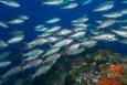 A school of vermillion snapper swims by a coral reef in the Gulf of Mexico. Image: Flower Garden Banks National Marine Sanctuary