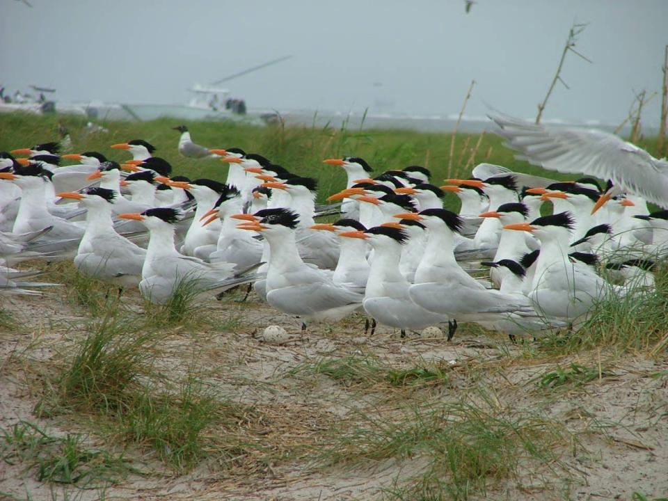 a large group of white birds with orange beaks and black hair are shown on a sandy and grassy beach