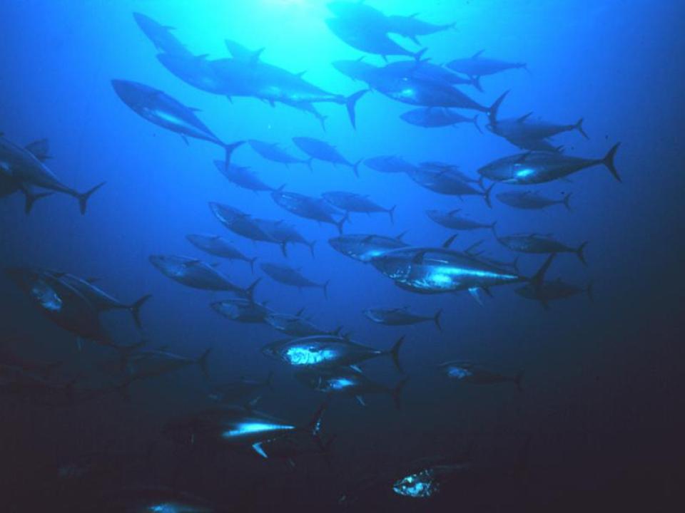a school of bluefin tuna