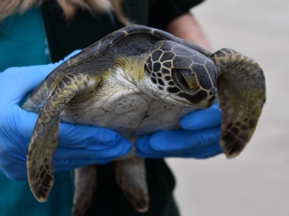 a lady holds a green turtle 