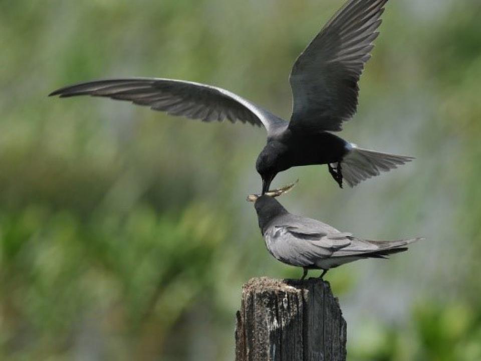 a black tern feeds a baby