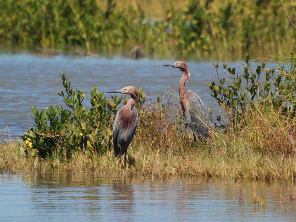 two brown birds look in the same direction, in a marsh