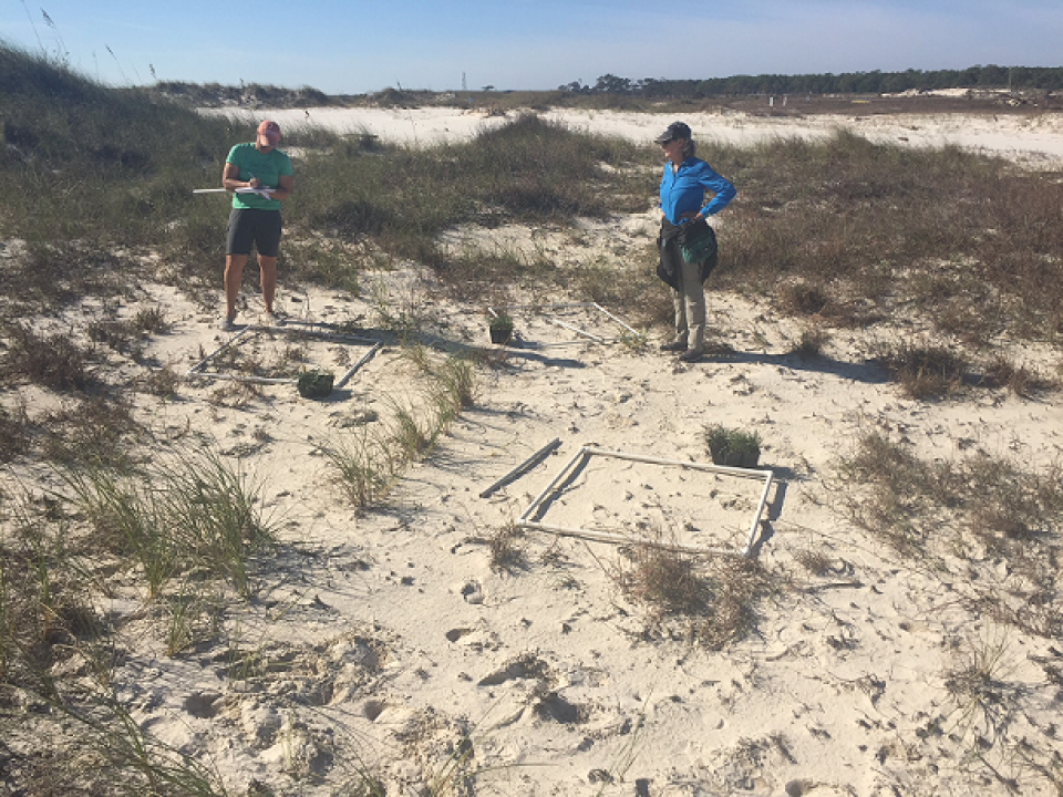 Researchers performing dune monitoring=