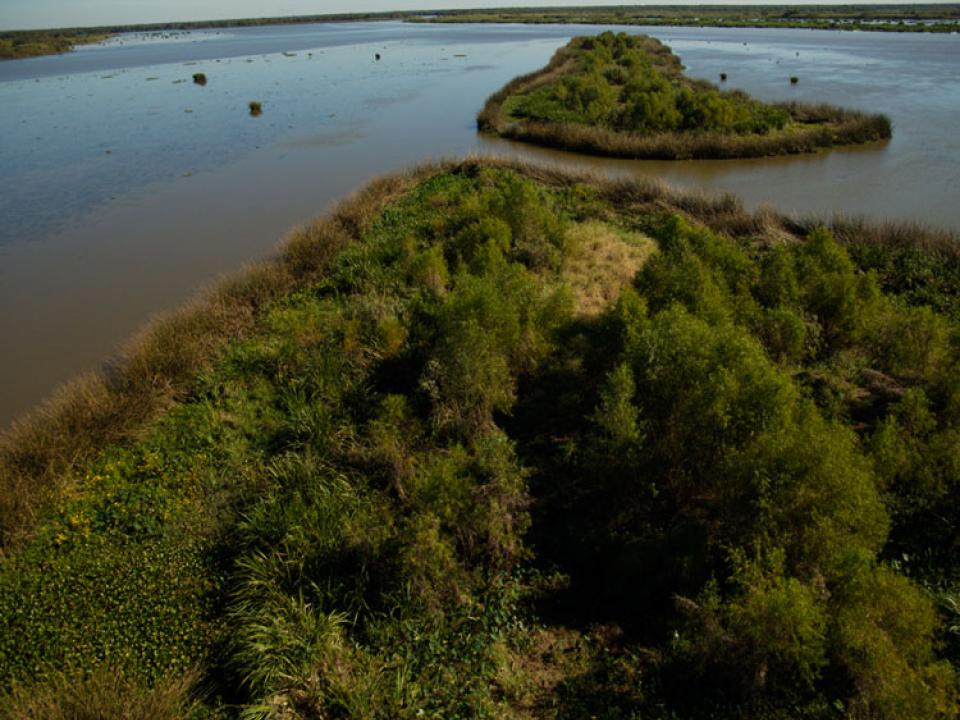 Aerial view of wetland vegetation