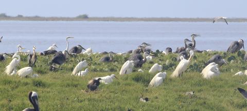 a group of grey and white birds are shown in green grass with water in the background