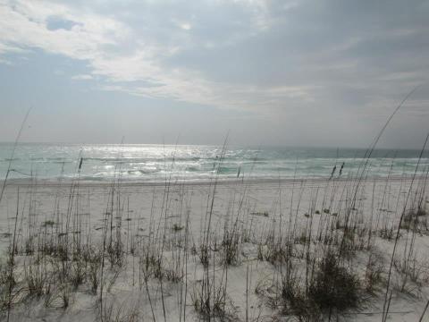 a sandy beach is shown with sea oats in the foreground