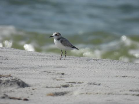 a small white and grey bird stands on a beach