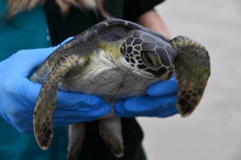 a lady holds a green turtle 