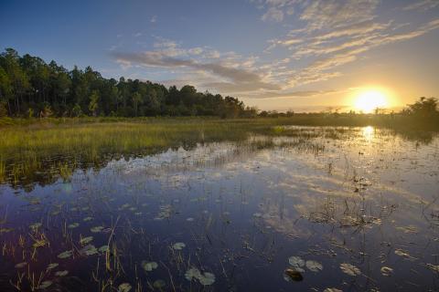 Sun over a wetland