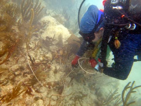 a diver plants coral on the sea floor