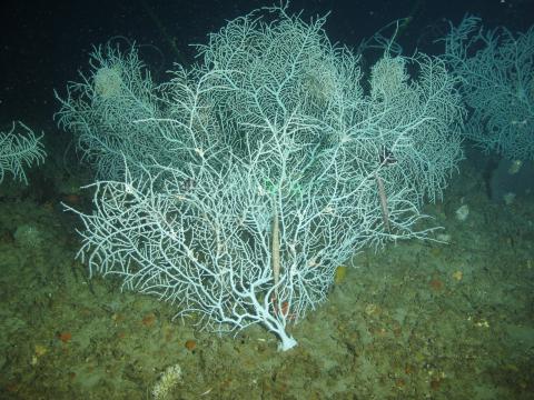 a tree-like leafy coral 