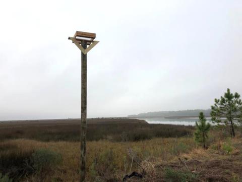 One of multiple osprey nesting platforms installed in Alabama to support restoration of their populations.