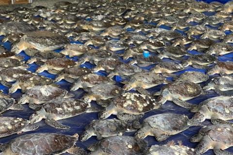 Hundreds of sea turtles on the floor of the South Padre Island Convention Centre