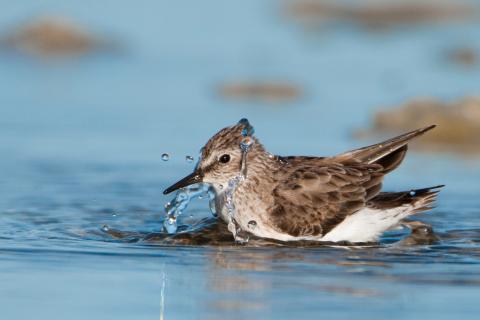 A Least Sandpiper splashing on the water. Water droplets surround it from the splash.