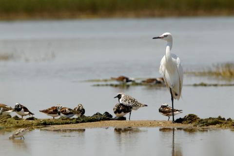 Several birds on a sandy shore
