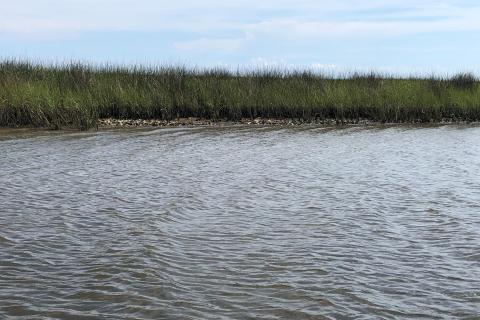 Vegetation and oysters line the shoreline of a body of water