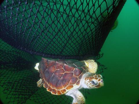 A sea turtle underwater