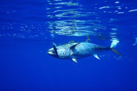 A tuna near the surface of the water, with a fishing lure in its mouth.