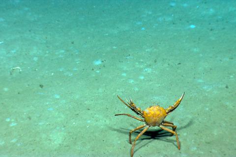 A golden crab, Chaceon fenneri, seen on a deep-sea exploration of the Gulf of Mexico 2014