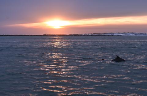 Sunset over dunes and marsh in Destin Florida, a dolphin dorsal fin breaches the water in the foreground.