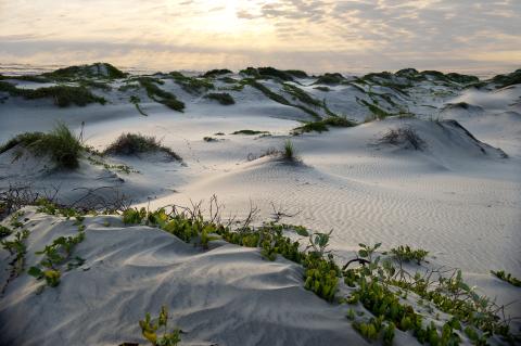Texas dunes