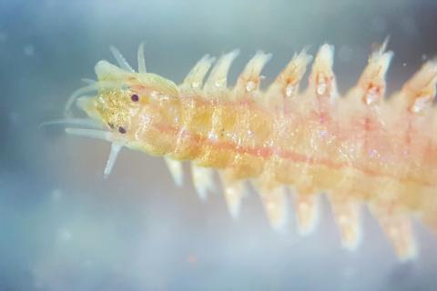 A close up view of a segmented marine bristle worm