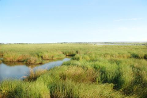 A landscape of marsh, grasses and natural water channels.