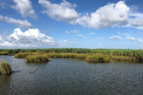 Water and marsh grass in the Spanish Pass area of Louisiana's Barataria Bay. Image: USFWS