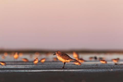 A small shorebird in focus in the foreground standing on the sand, with many additional shorebirds out of focus behind it