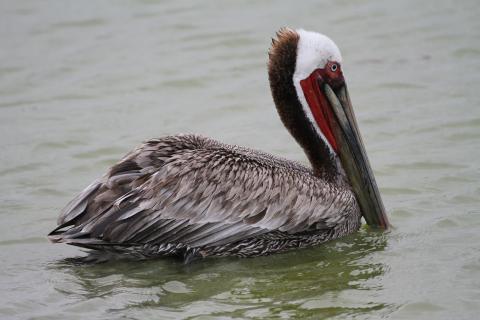 brown pelican in Texas