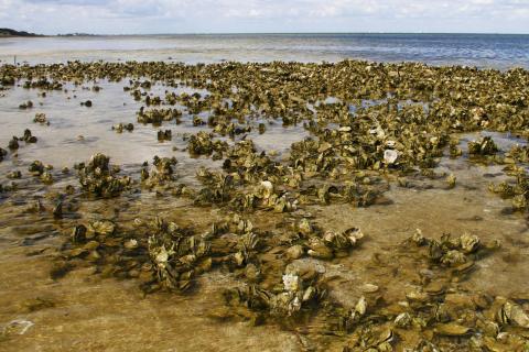 Oysters line the Gulf of Mexico shore.
