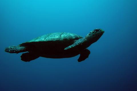 hawksbill turtle swimming underwater