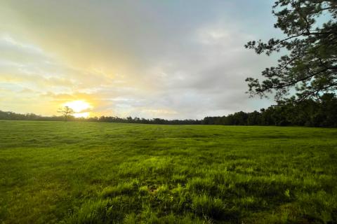 A tract of grassy meadow surrounded by trees in Alabama. The sun is rising in the distance.