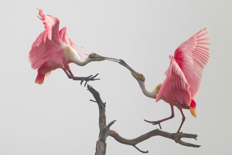 2 pink birds, roseate spoonbills, on a tree branch facing each other in a courting ritual.