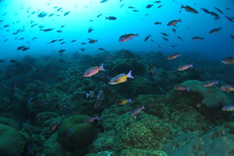 A school of creole wrasse (Clepticus parrae) swim along the reef. Location: Gulf of Mexico, Flower Garden Banks
