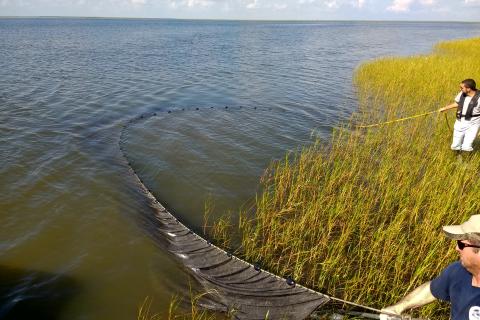 Report: Comparing Ways We Sample Life in Louisiana Estuaries to Better  Monitor Their Health