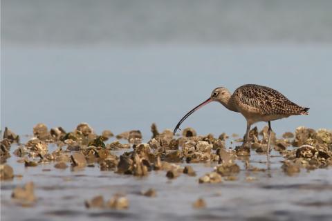 A long-billed shore bird wading and feeding on a partially submerged oyster reef.