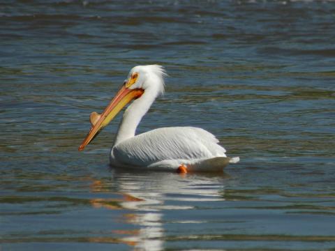 White Pelican the Gulf of Mexico. Credit U.S. Dept of Interior