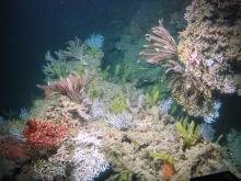 Colorful orange and pink feather duster-like crinoids and corals populate a dark underwater habitat. 