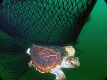 Designing Excluder Devices to Reduce Juvenile Sea Turtle Bycatch