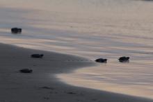 5 tiny turtle hatchlings crawl along a sandy beach