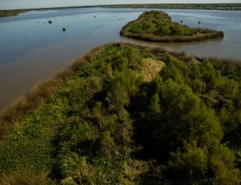 Aerial view of wetland vegetation