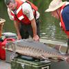 Weighing a fish