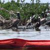 Pelicans and boom